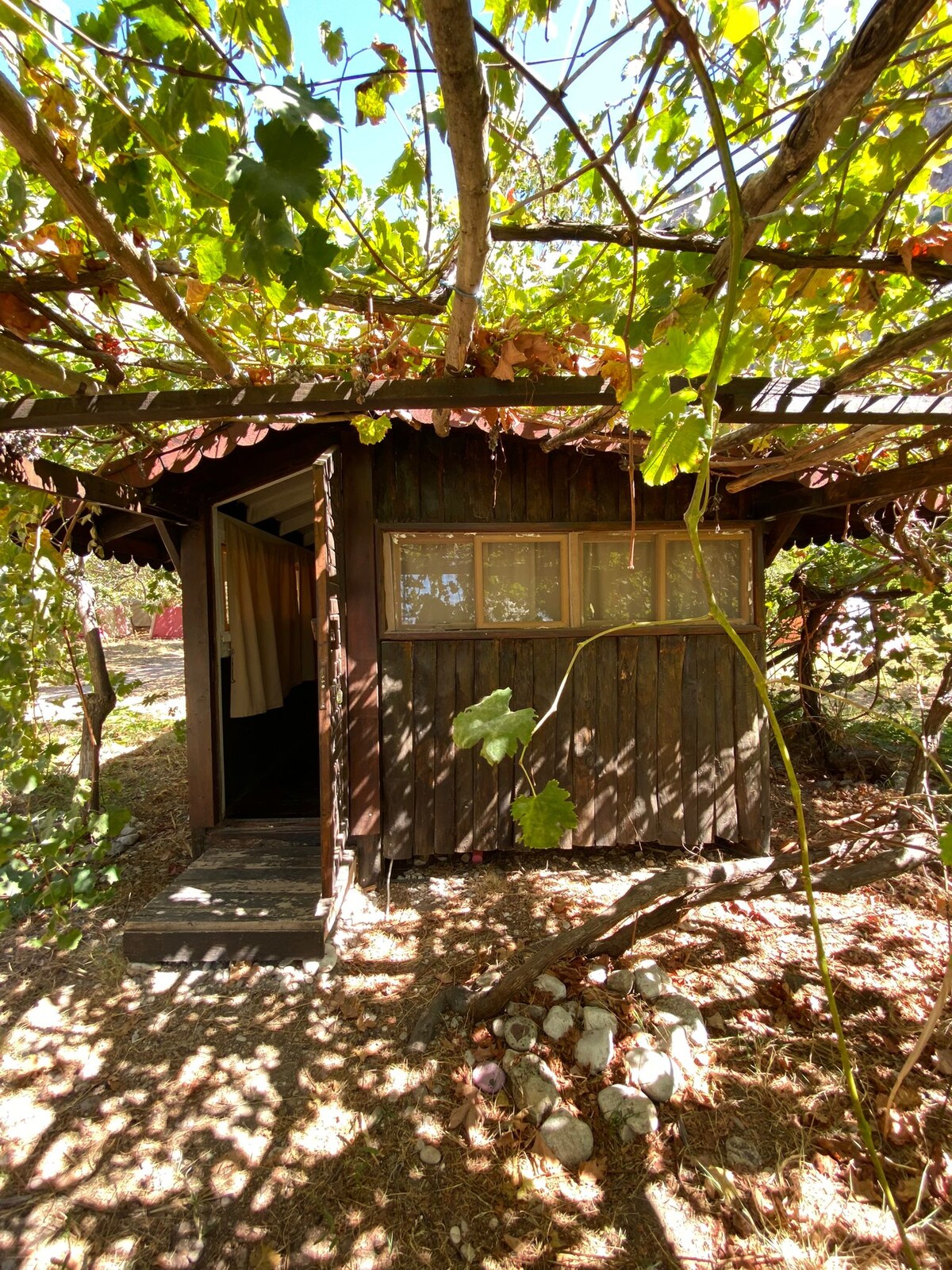 A cabin constructed from dark wood is nestled among greenery, with grapes growing overhead. The entrance is framed by a wooden porch and features a set of small windows that allow natural light to enter. The ground is covered with scattered pebbles and leaves.