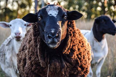 3 Steers Farm Stay – Your Perfect Family Escape!