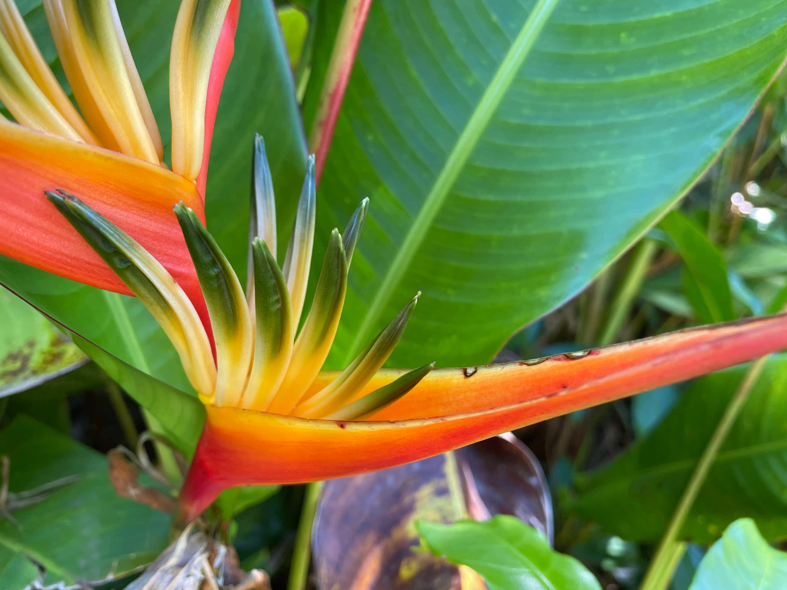 Condo in Wailea · ★4.99 · 2 bedrooms · 3 beds · 2 baths - Photo 89