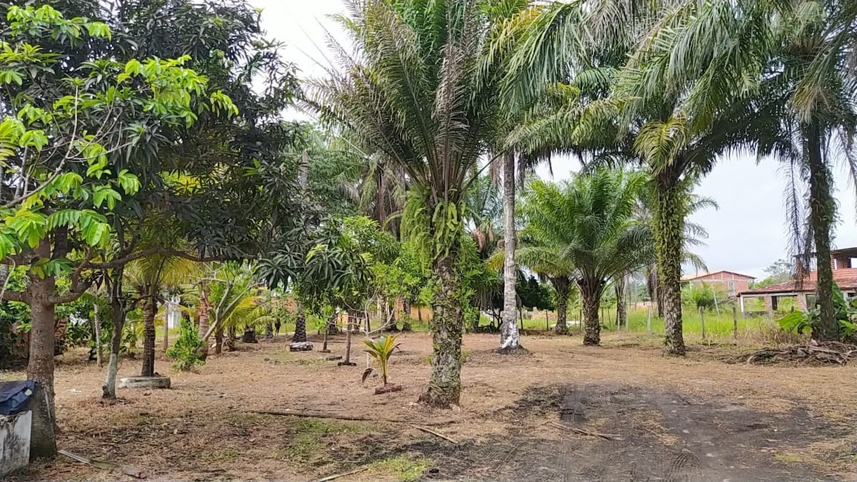 A spacious outdoor area features a variety of palm and fruit trees, providing ample shade. The landscape is well-maintained, with a natural grassy floor and scattered greenery, creating a tranquil environment ideal for relaxation and outdoor activities.