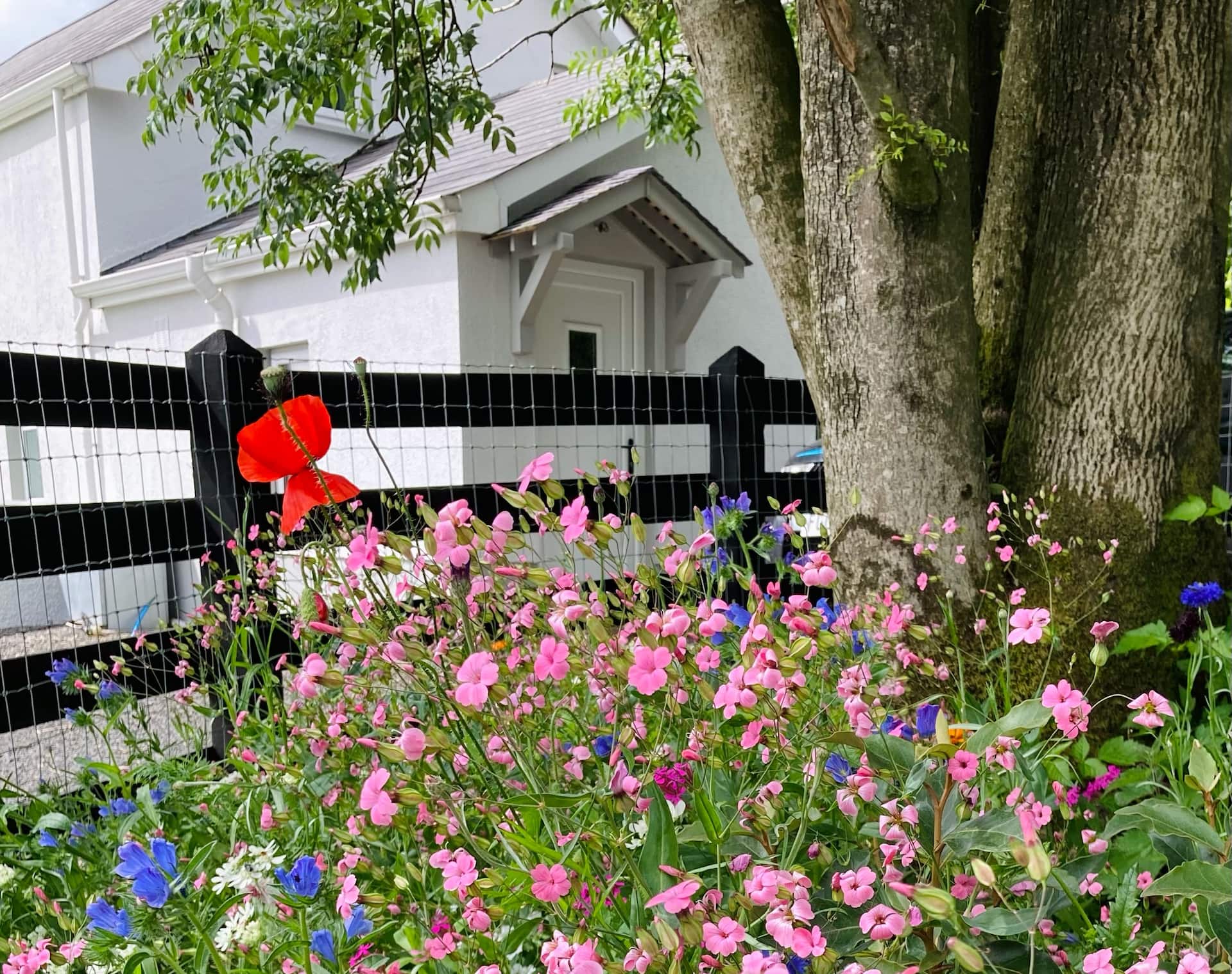 Beech Tree Cottage