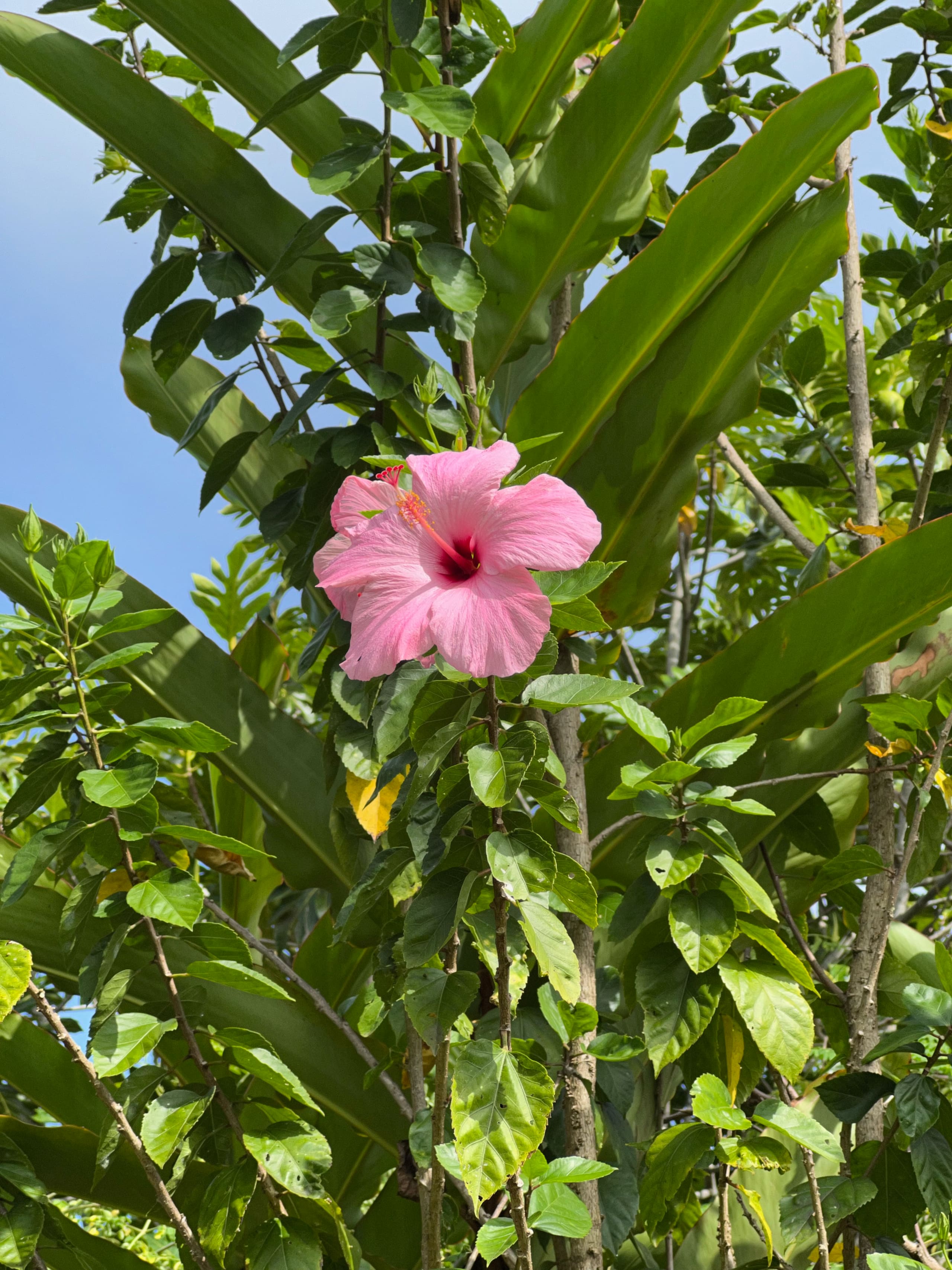 Guest Suite in Kailua Kona - Image 21