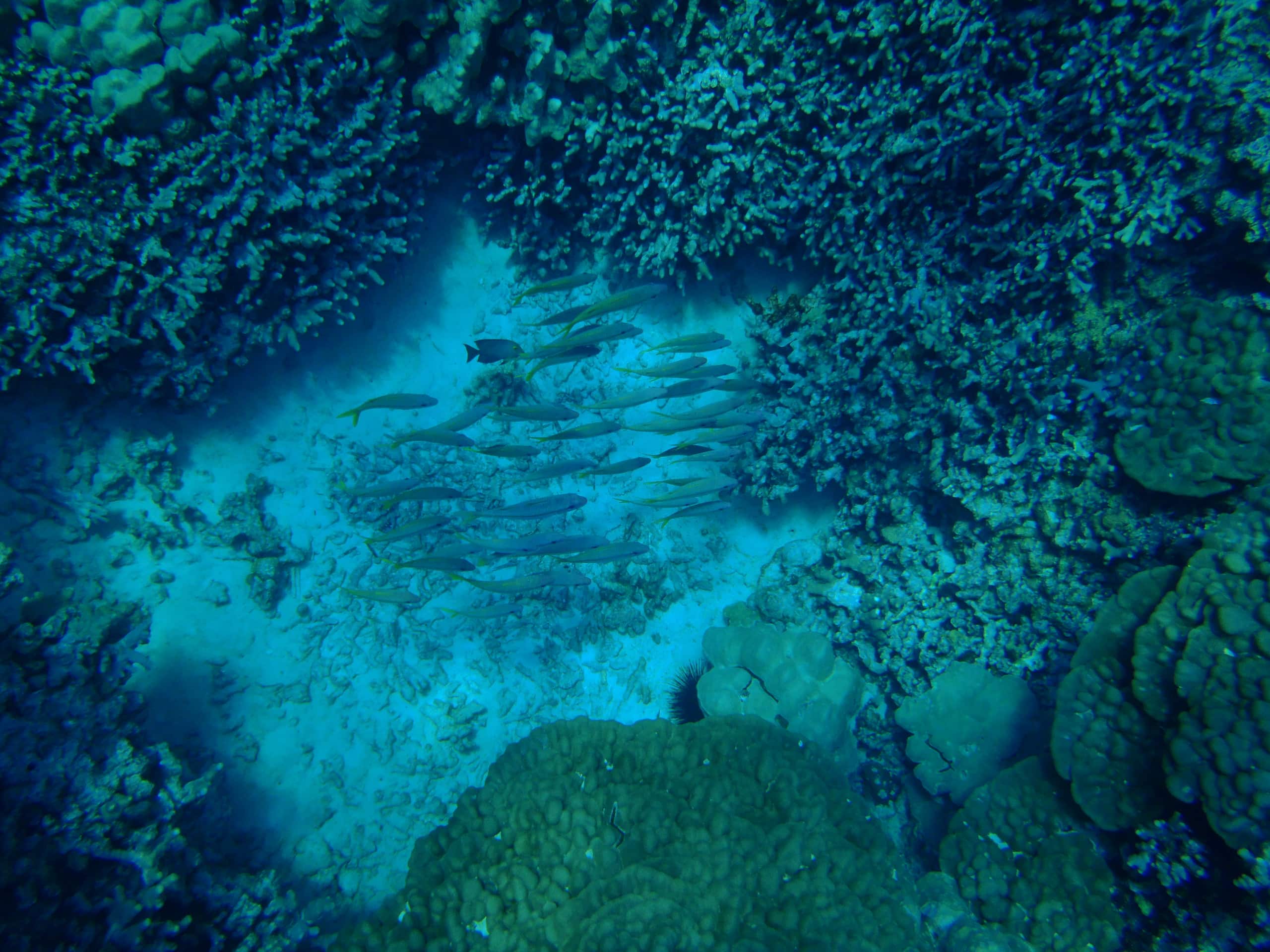 Guest Suite in Kailua Kona - Image 34