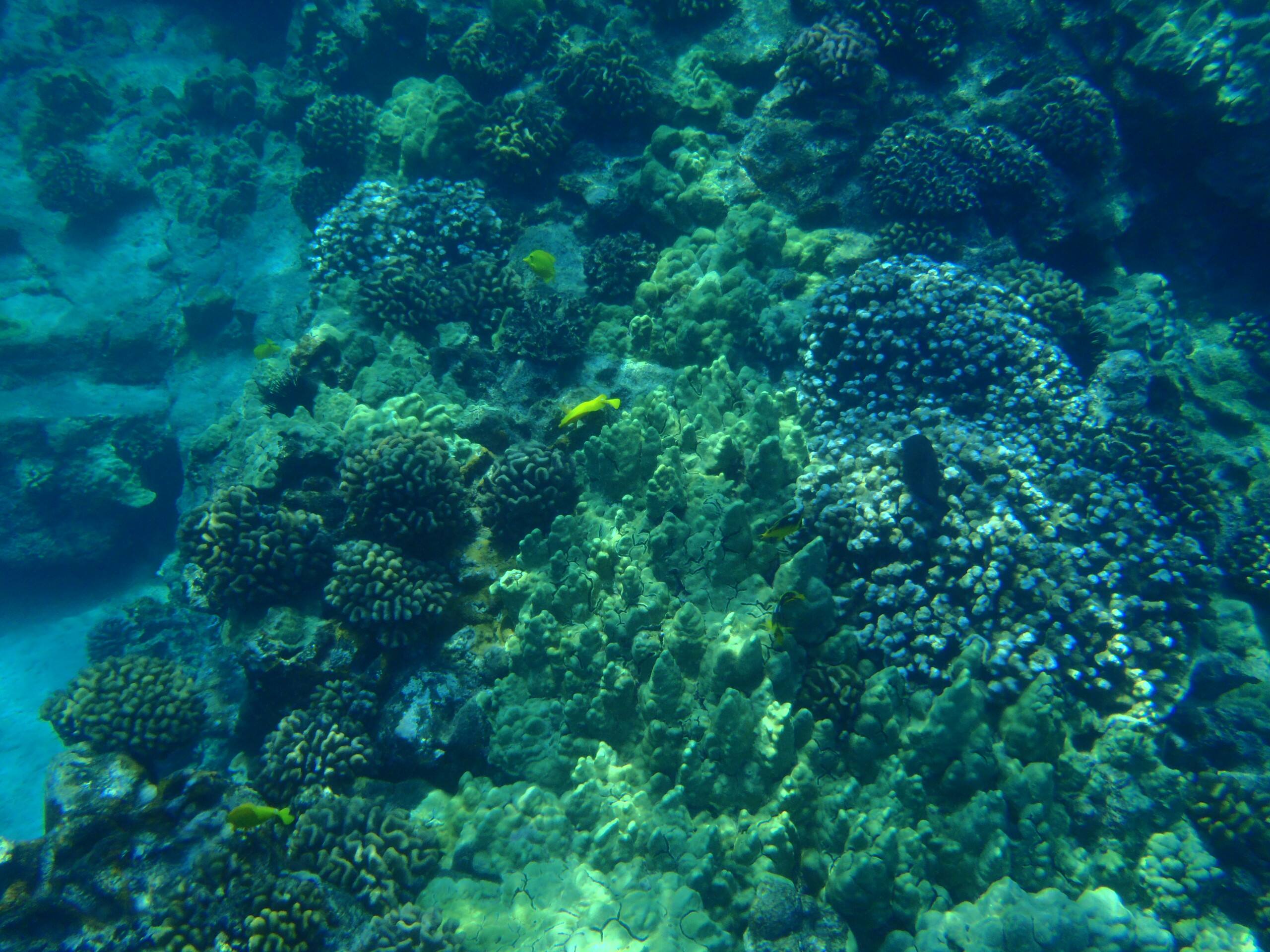 Guest Suite in Kailua Kona - Image 33
