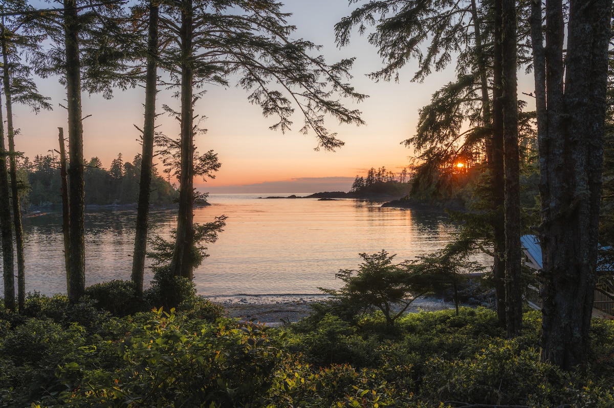 A serene view of the Pacific Ocean unfolds, framed by tall trees. The soft colors of a sunset reflect on the calm water, creating a tranquil atmosphere. Lush greenery is visible in the foreground, enhancing the natural beauty of the landscape.