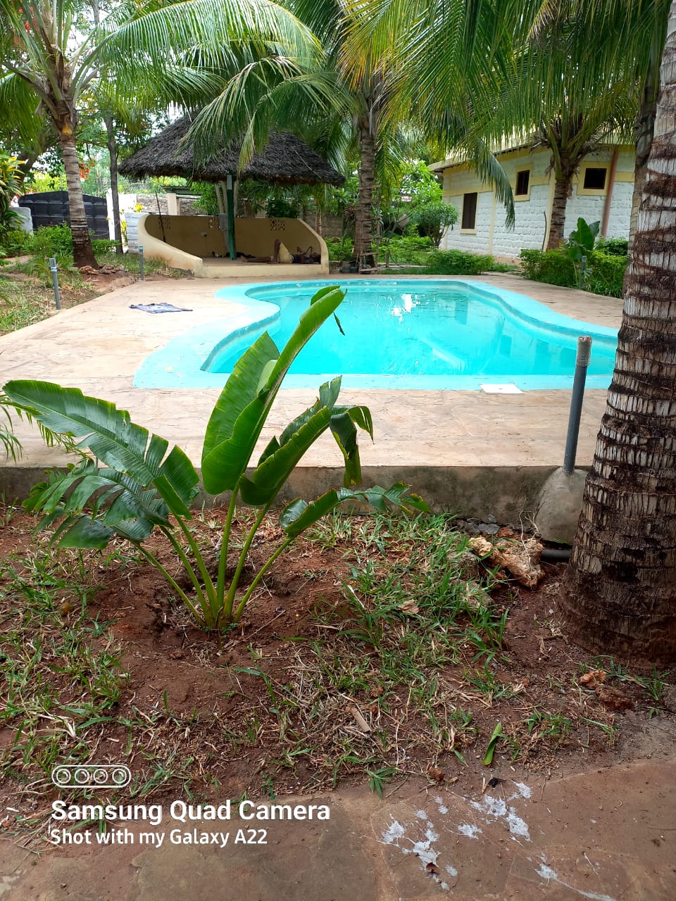 A swimming pool is surrounded by a tropical garden featuring lush greenery and palm trees. The pool has a gentle curve and is complemented by a small thatched-roof gazebo in the background, providing shaded seating around the pool area.
