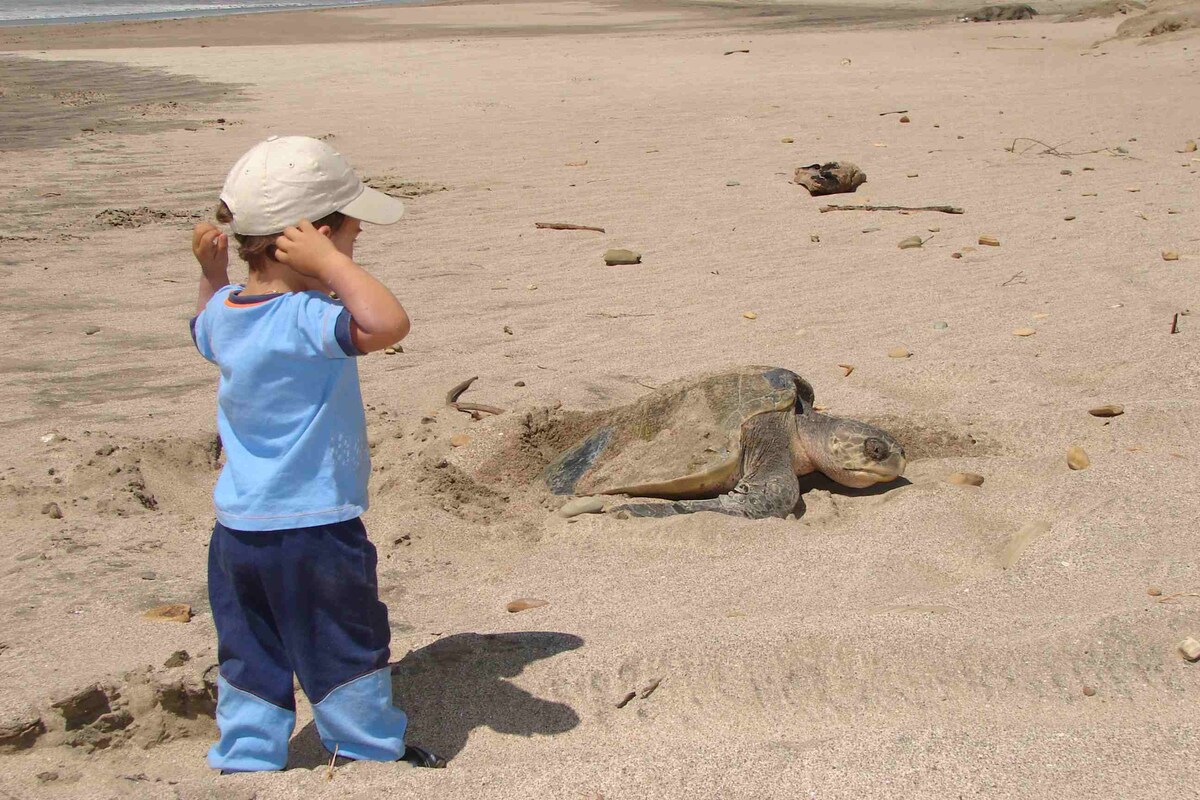 A child wearing a light blue shirt and a cap stands on sandy beach, facing a sea turtle, which is partially buried in the sand. The beach appears calm with gentle waves in the background, and scattered debris is visible in the sand.