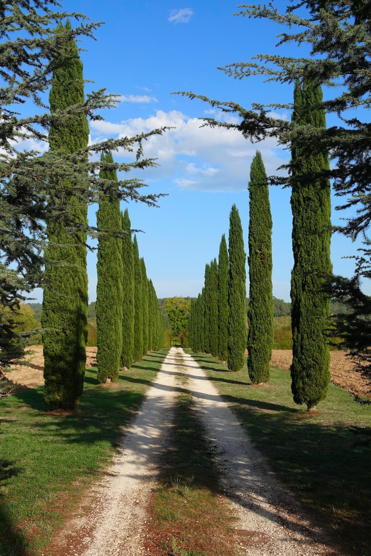 A long driveway stretches under a clear blue sky, lined with tall cypress trees on either side. The pathway is made of gravel, leading towards a distant view of greenery, creating a serene and inviting entrance.