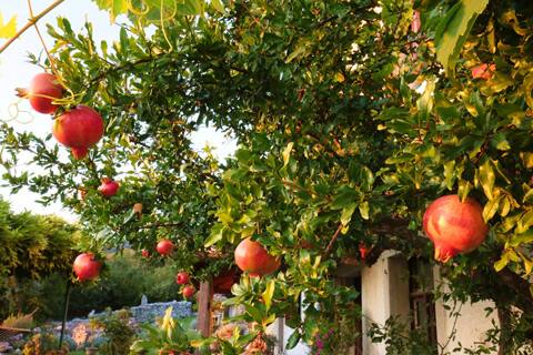 Pomegranate Apartment