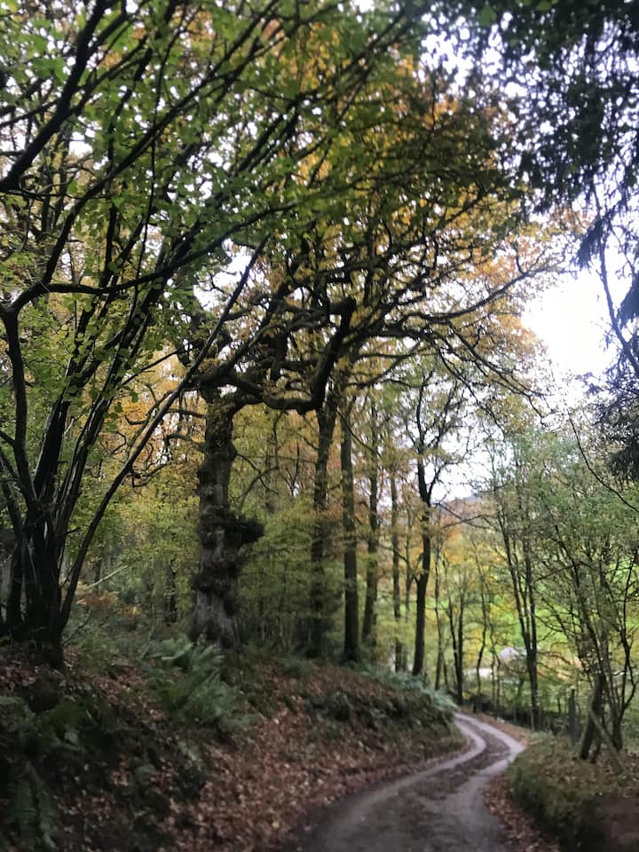 Welsh Glamping pod photo 5