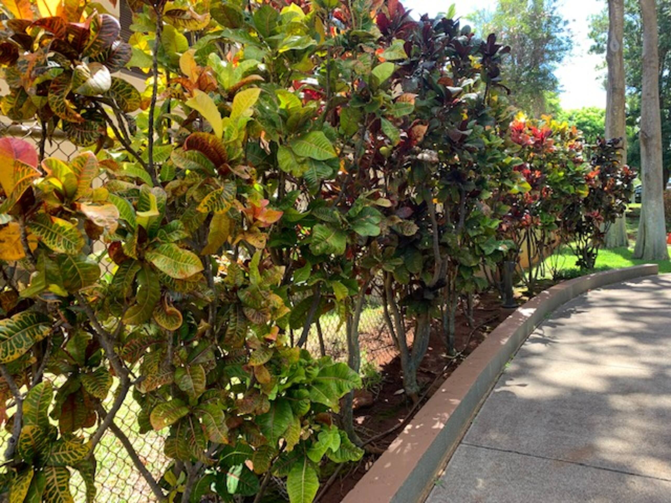 Condo in Lahaina · ★4.82 · 2 bedrooms · 3 beds · 2 private baths - Image 120