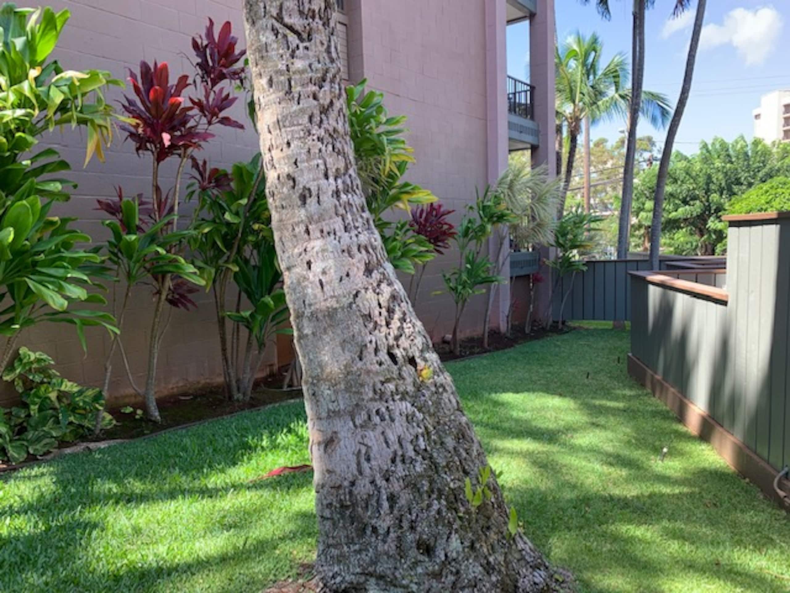 Condo in Lahaina · ★4.82 · 2 bedrooms · 3 beds · 2 private baths - Image 80