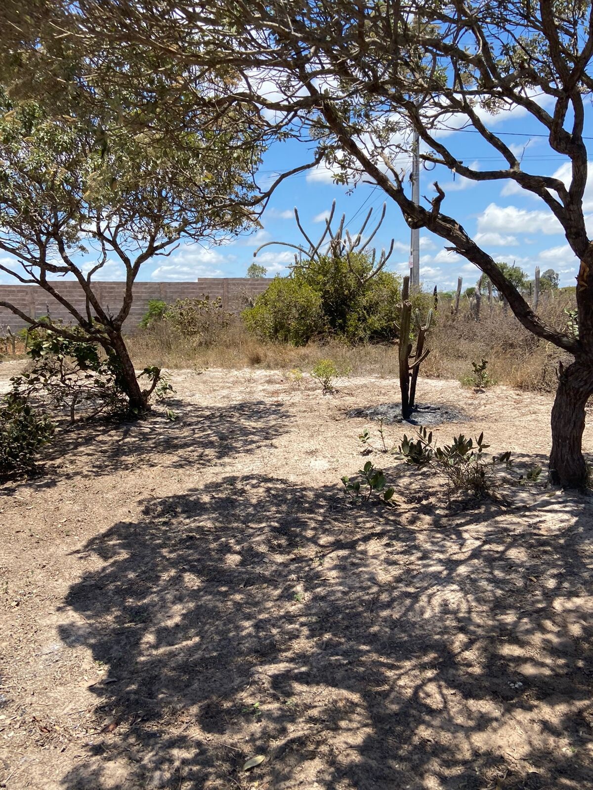 Natural vegetation surrounds a cleared pathway, with tall shrubs and trees providing shade. The ground is covered in dry grass and scattered small plants. A distant boundary wall is seen in the background under a partly cloudy sky, creating a peaceful outdoor environment.