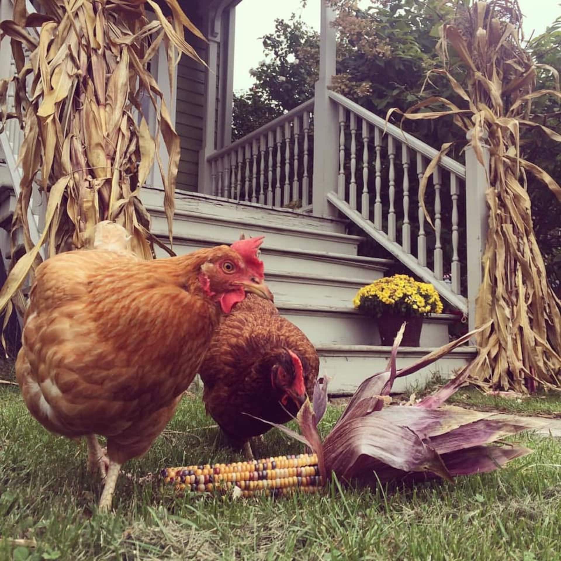 East Haddam Village | Walkable, Pet Friendly
