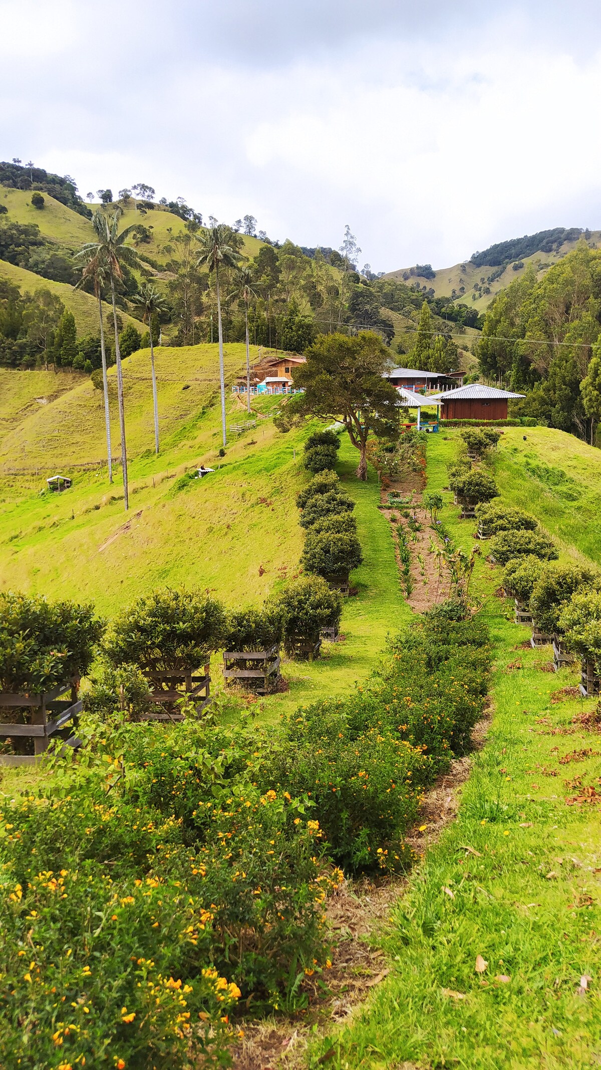 A gently sloping landscape is seen, featuring rows of trees and vibrant green grass. Palms are positioned along the hill, while several structures are nestled in the background. Wildflowers provide pops of color along the path leading down the hill.