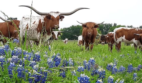 Cozy, quiet two bedroom guest house on the ranch