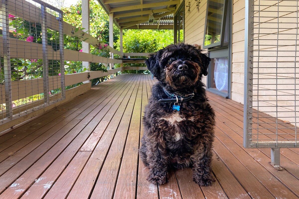 A dog sits on the wooden deck, surrounded by greenery. The deck features a railing with mesh panels, providing an enclosed space. Sunlight filters through the foliage, creating a serene outdoor setting that is accessible for pets.