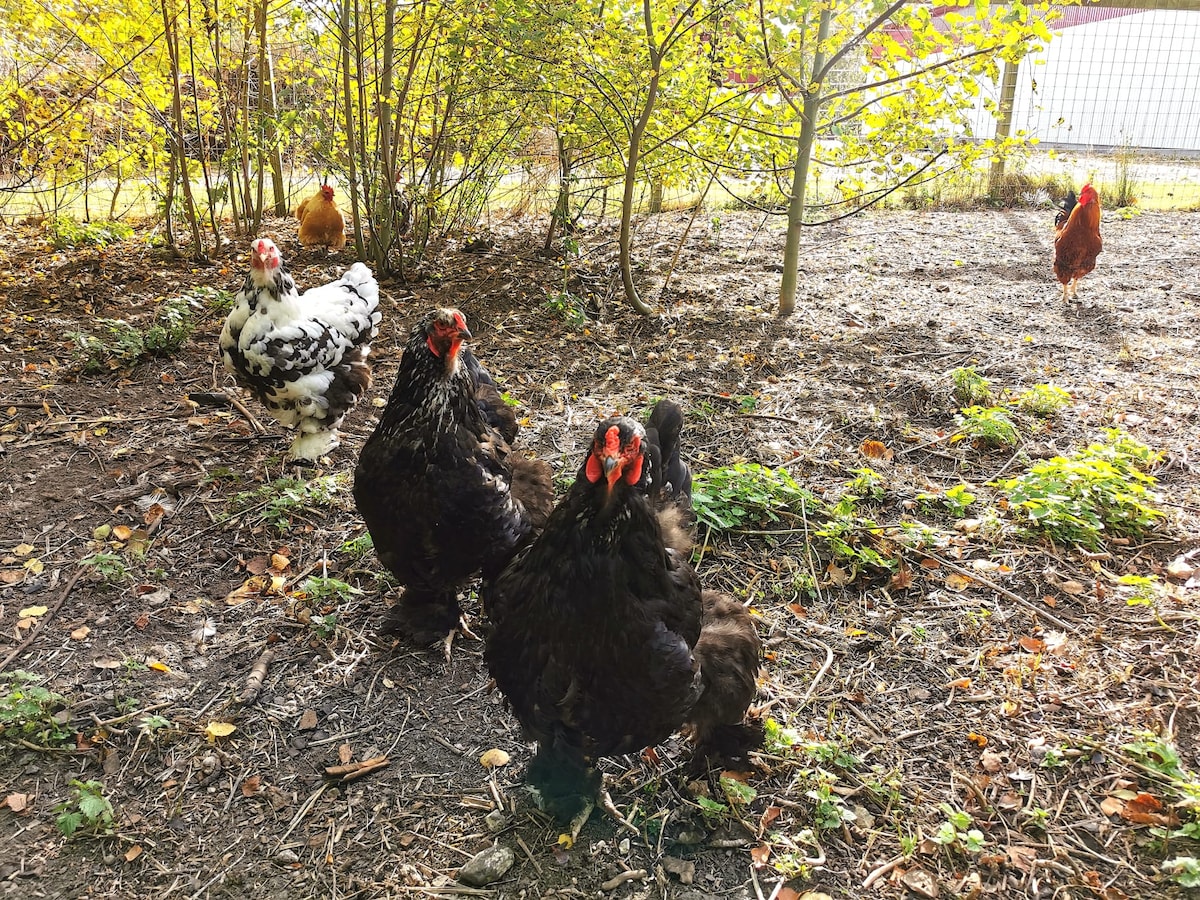 A group of chickens is seen foraging in a grassy area surrounded by trees. Various breeds, including some with distinctive markings, create a lively scene. The ground is covered in fallen leaves, suggesting a natural environment rich in flora.
