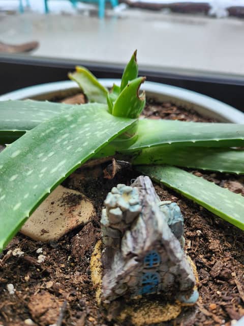 The Acorn of Little Sand Bay
       Dog Friendly