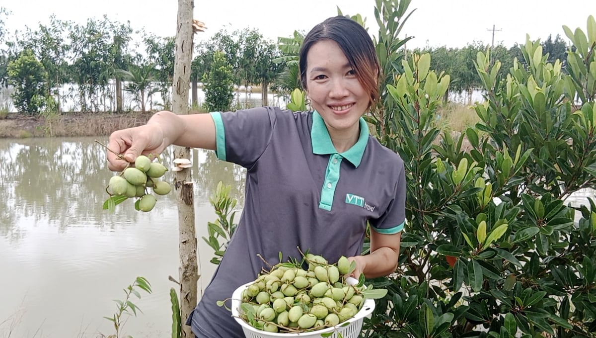 A person is holding a basket of freshly picked fruits beside a serene water pond. Lush greenery is present in the background, adding to the tranquil rural setting. The calm water reflects the surrounding nature, enhancing the farmstay's vibrant atmosphere.