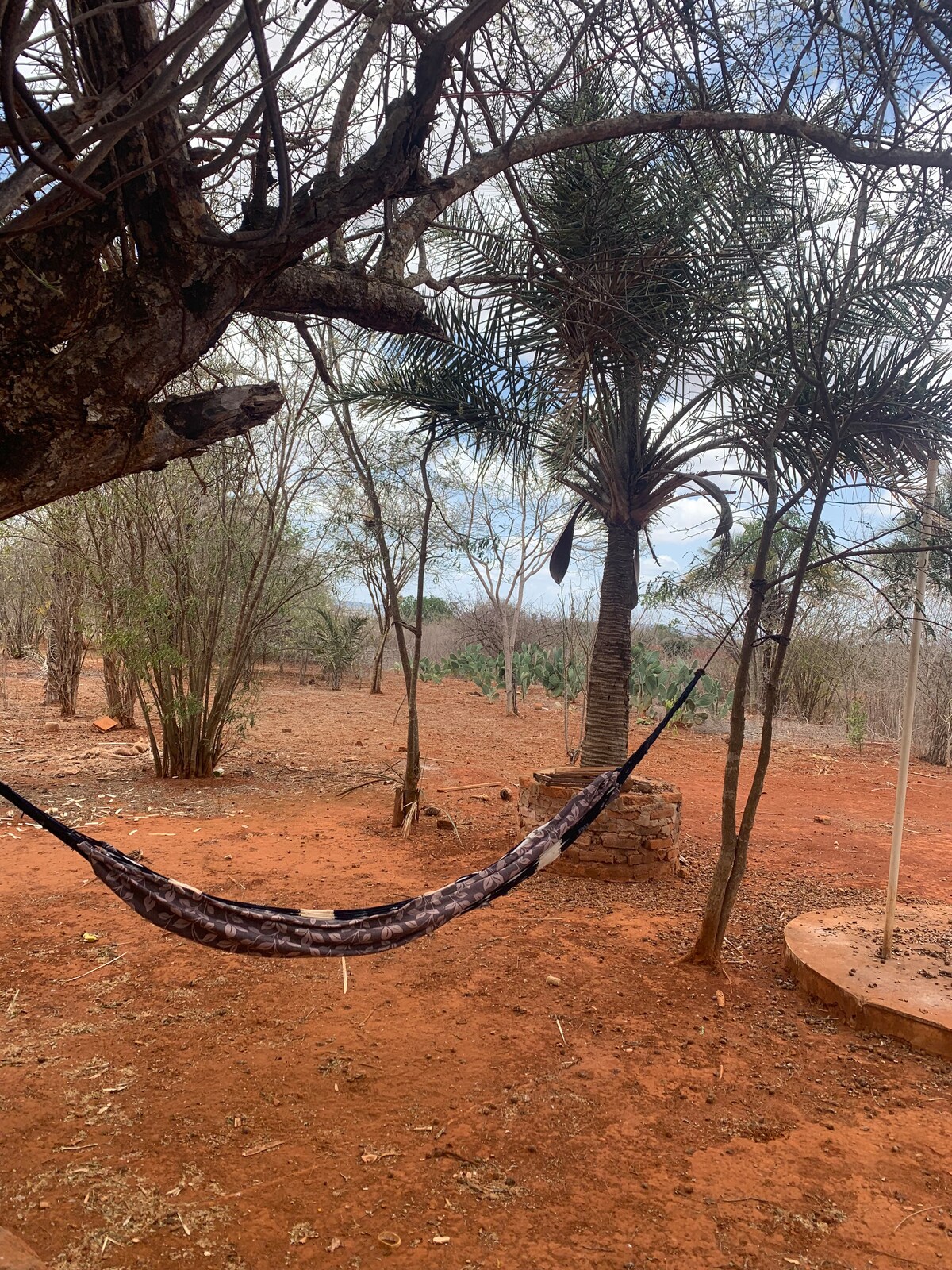 A hammock is suspended between two trees in a natural outdoor setting. The ground is covered in rich red soil, while sparse vegetation and palm trees create an open atmosphere. A sunlit blue sky peeks through the canopy above.