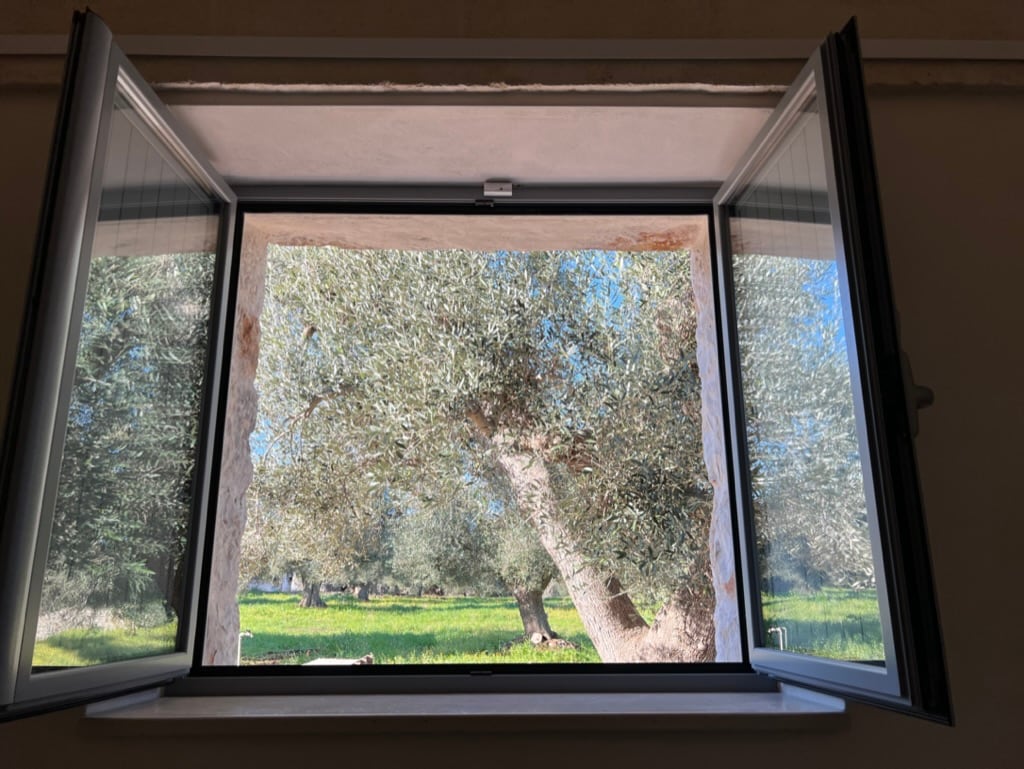 Good morning! This magnificent olive tree greets you each morning from the tiny house bedroom window. You can watch the birds play and listen to their song from the comfortable bed!