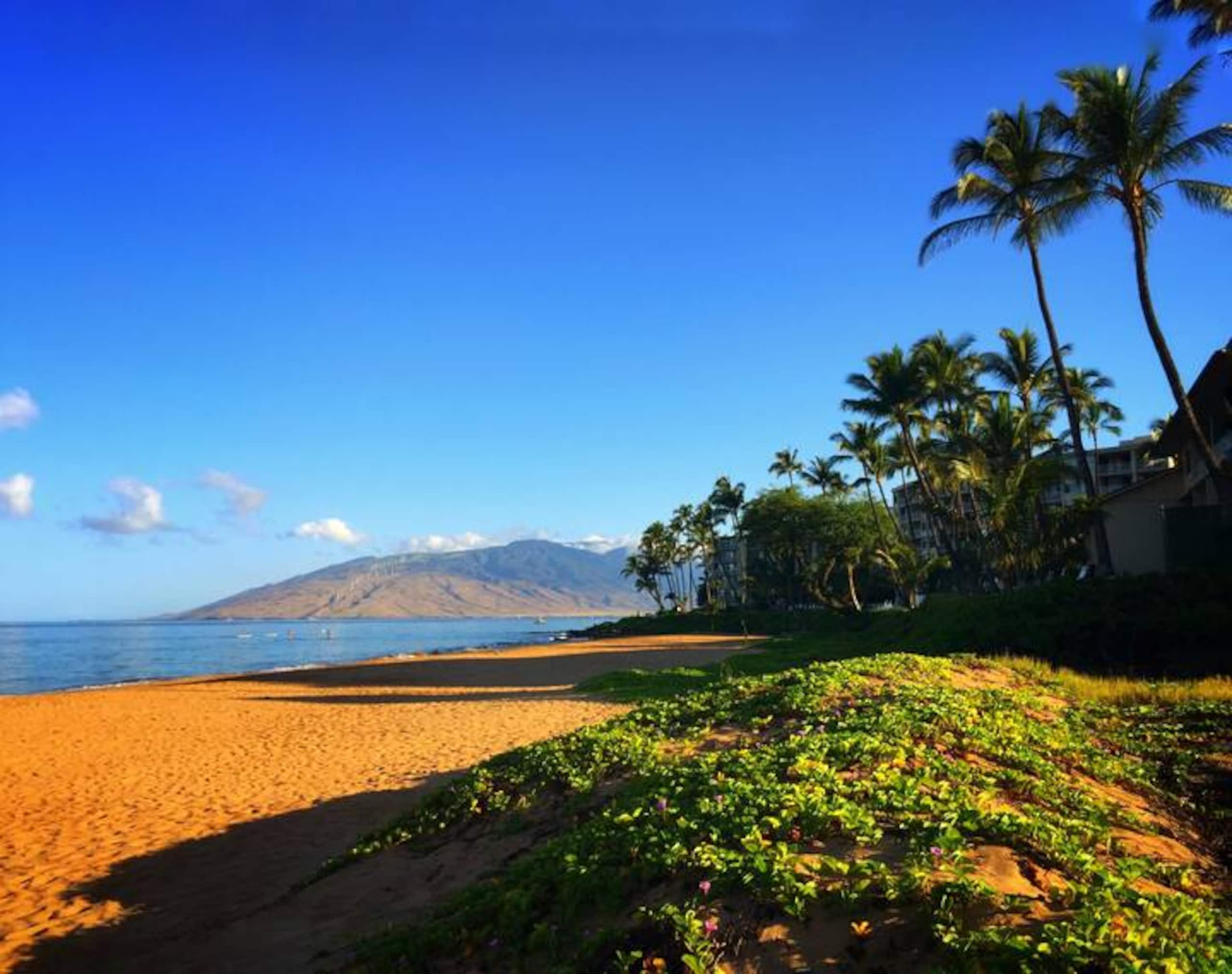Condo in Kihei · ★4.9 · Studio · 2 beds · 1 private bath - Image 18
