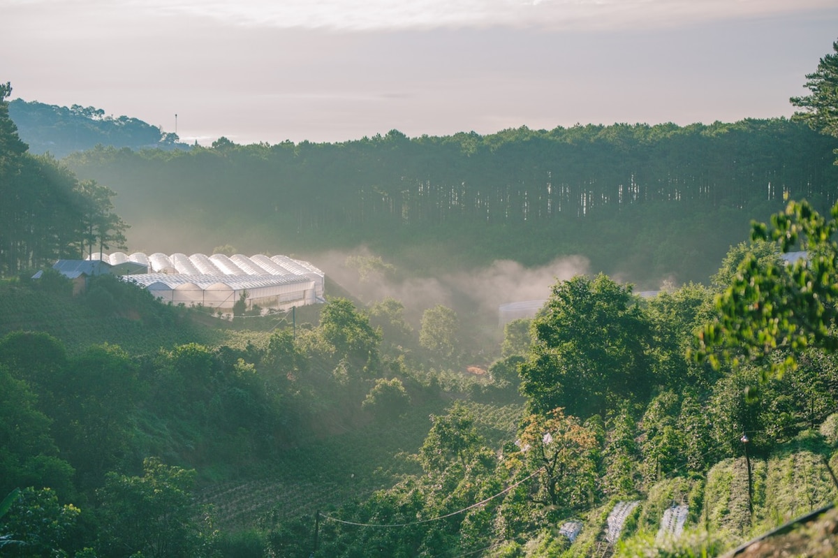 A misty landscape captures green hillsides with rows of plants, flanked by tall trees. The images feature greenhouses in the distance, partially obscured by fog, creating a serene atmosphere filled with natural beauty.
