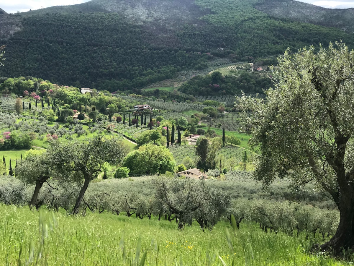 A scenic view captures the rolling hills of the Sabina countryside, dotted with olive trees and vibrant greenery. The landscape includes distant homes and cypress trees, set against a backdrop of lush mountains, creating a serene rural atmosphere.
