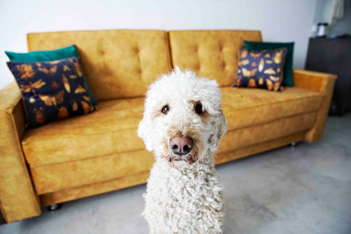 A cozy living area features a mustard-colored couch adorned with decorative pillows. A fluffy, light-colored dog stands in the foreground, drawing attention to the inviting space. The flooring is neutral-toned, complementing the modern design.
