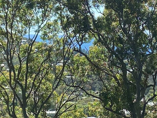 Treetop coastal getaway in Avalon Beach gallery image 4