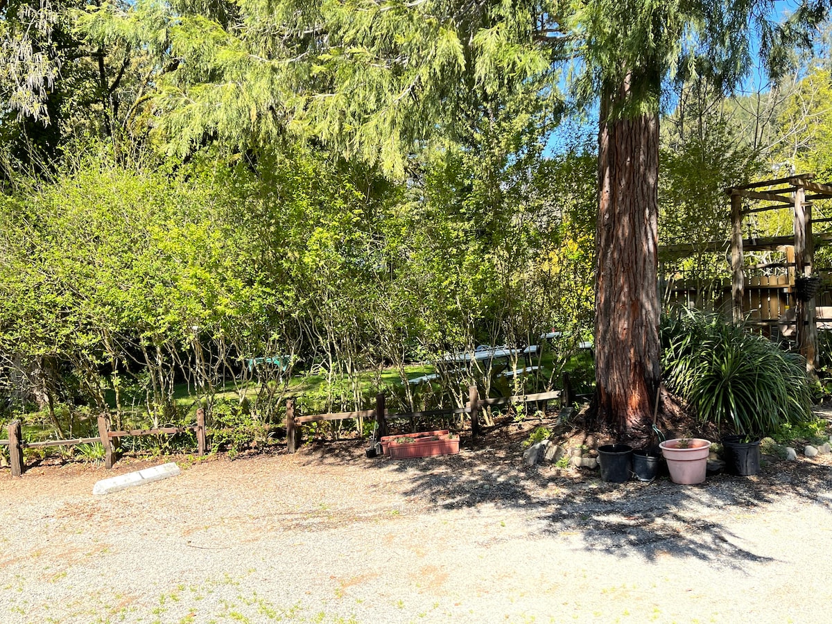 A serene garden space is framed by lush greenery and several trees, including a tall conifer. Various potted plants are arranged along the ground, with a gravel path leading through the area. Sunlight filters through the leaves, creating a peaceful ambiance.