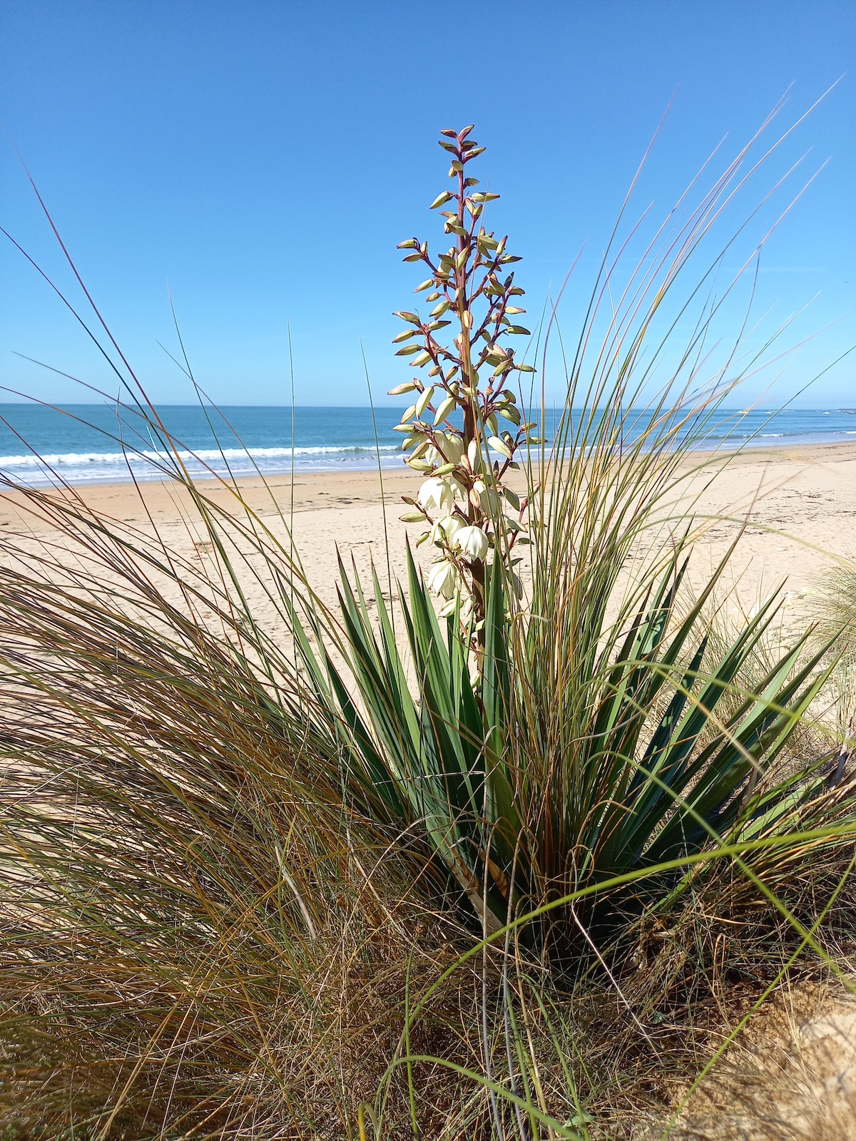 A flowering plant stands prominently on the sandy beach, featuring tall green leaves and a spike of white blossoms reaching towards the clear blue sky. The ocean is visible in the background, with gentle waves lapping at the shore.
