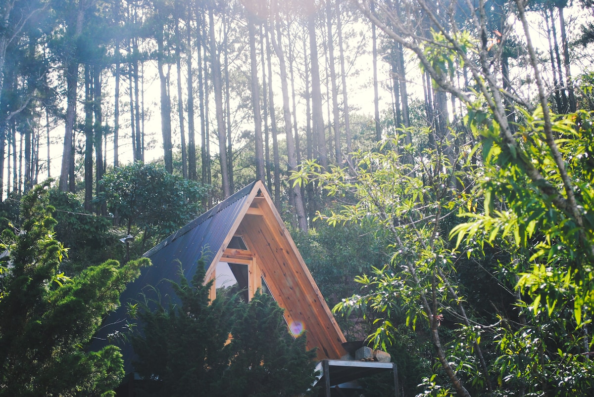 A cabin with a sloped roof is nestled among tall trees, surrounded by lush greenery. Sunlight filters through the forest, creating a serene atmosphere and highlighting the natural beauty of the setting.