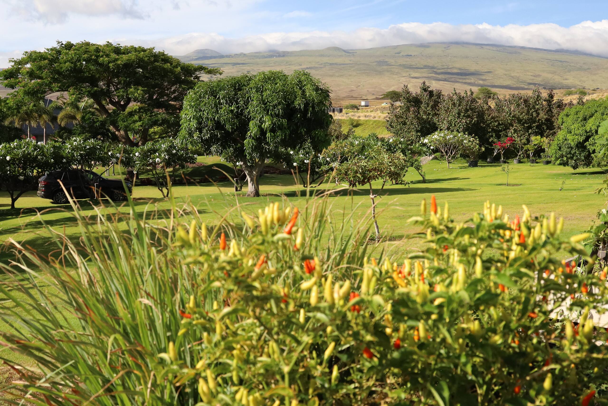 Home in Waimea · ★4.77 · 4 bedrooms · 9 beds · 4.5 baths - Image 131
