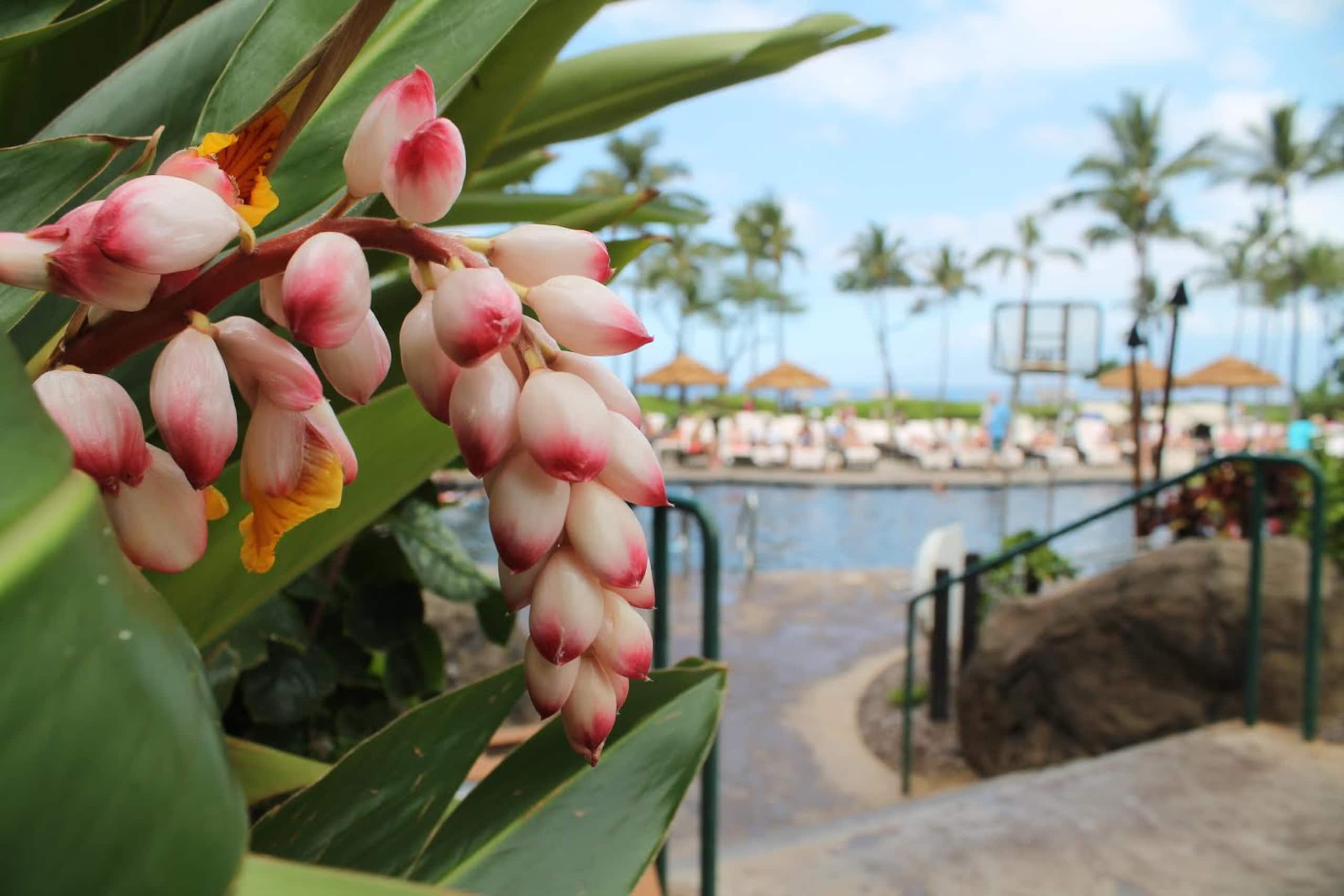 Westin 2 BR Kaanapali Resort Villas Ocean View - Photo 16