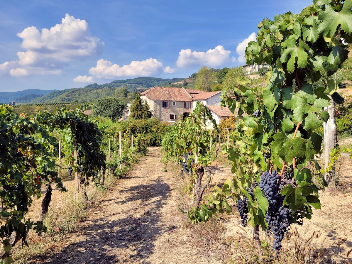 The image captures a scenic vineyard pathway lined with grapevines bearing clusters of dark grapes. In the background, a traditional farmhouse is visible, surrounded by rolling hills and a clear blue sky adorned with fluffy clouds.