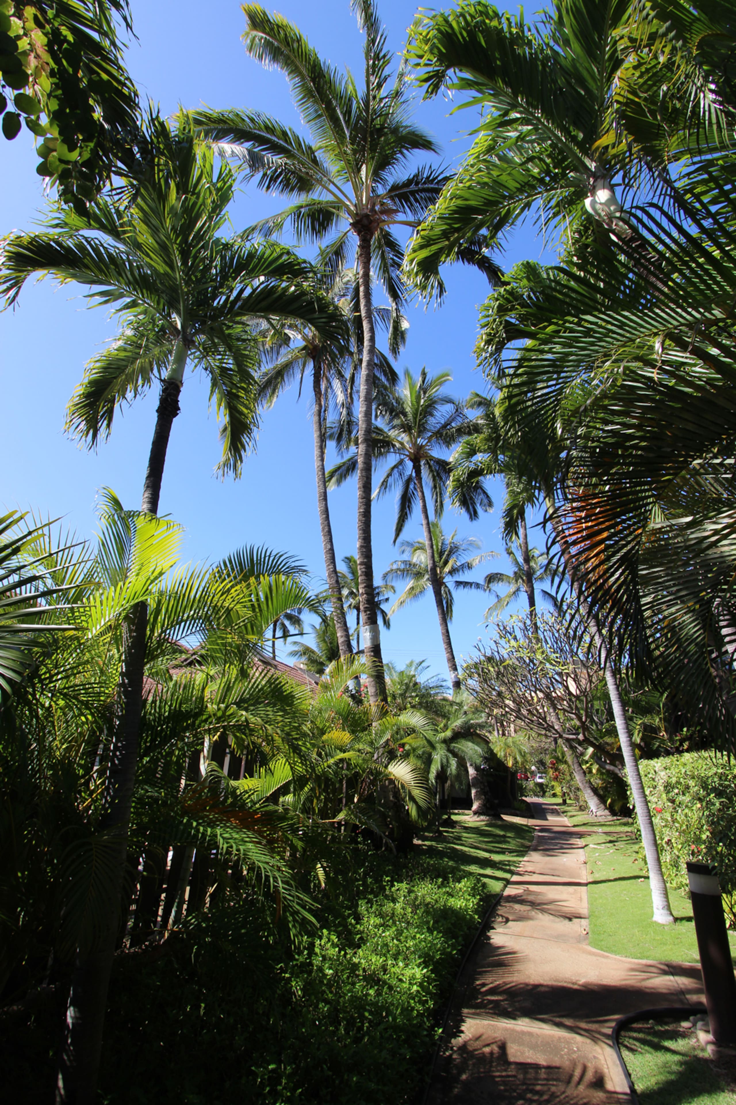 Condo in Kihei · ★4.96 · 1 bedroom · 2 beds · 1 bath - Image 45