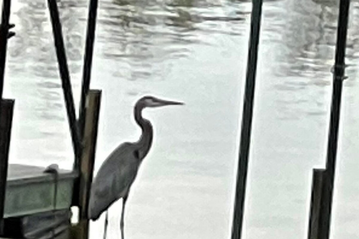 Popular Airbnb listing: Lake Therapy in Reed Creek