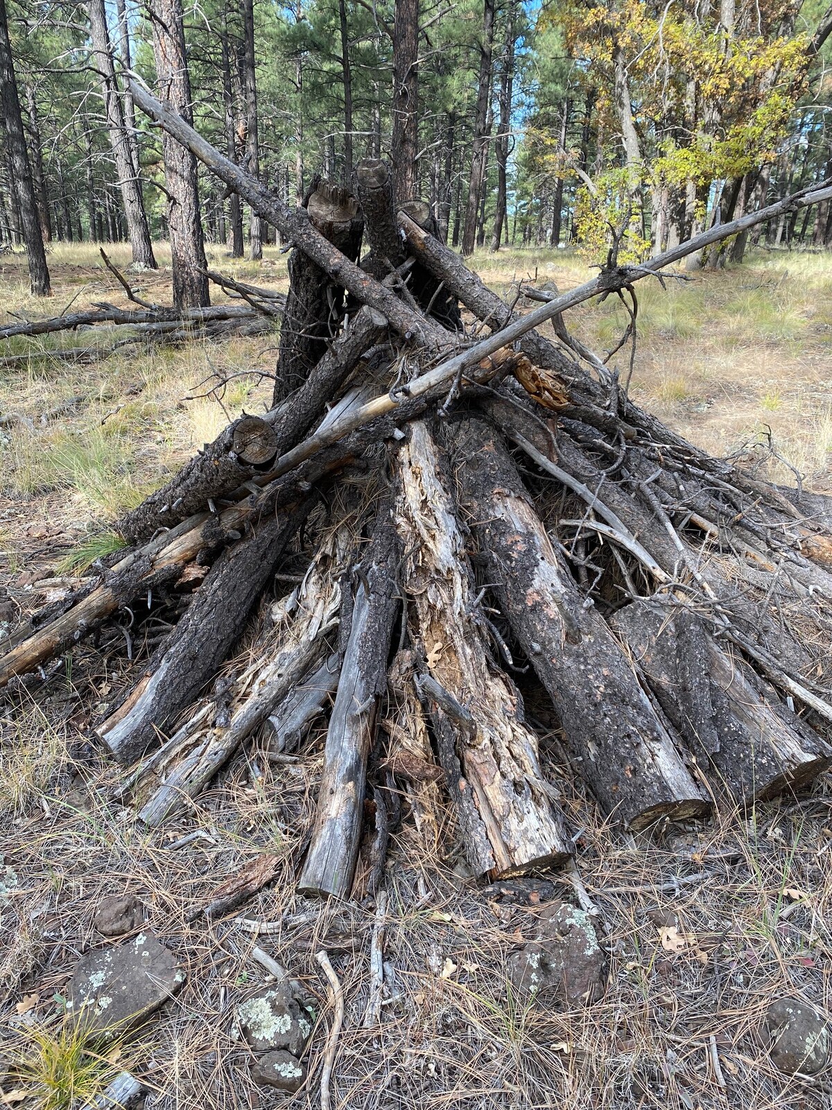 A rustic wood pile is arranged in a triangular formation, constructed from assorted logs and branches. The surrounding area is filled with tall pine trees and patches of grass, highlighting the natural forest setting.