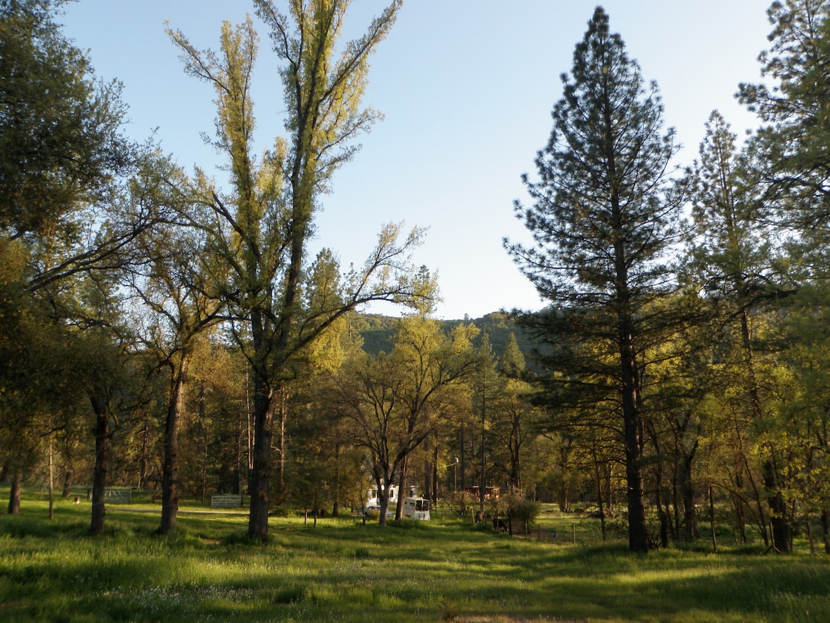 A serene landscape is filled with lush greenery, featuring tall trees and open grassy areas. Sunlight filters through the leaves, casting dappled shadows on the ground. In the background, a structure is subtly visible among the trees, blending harmoniously with the natural surroundings.