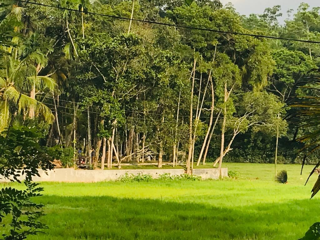 Lush greenery surrounds the property, featuring tall trees and dense vegetation. A serene paddy field is visible in the foreground, with a concrete boundary enhancing the natural landscape. The tranquil setting is complemented by the sounds of nearby wildlife.
