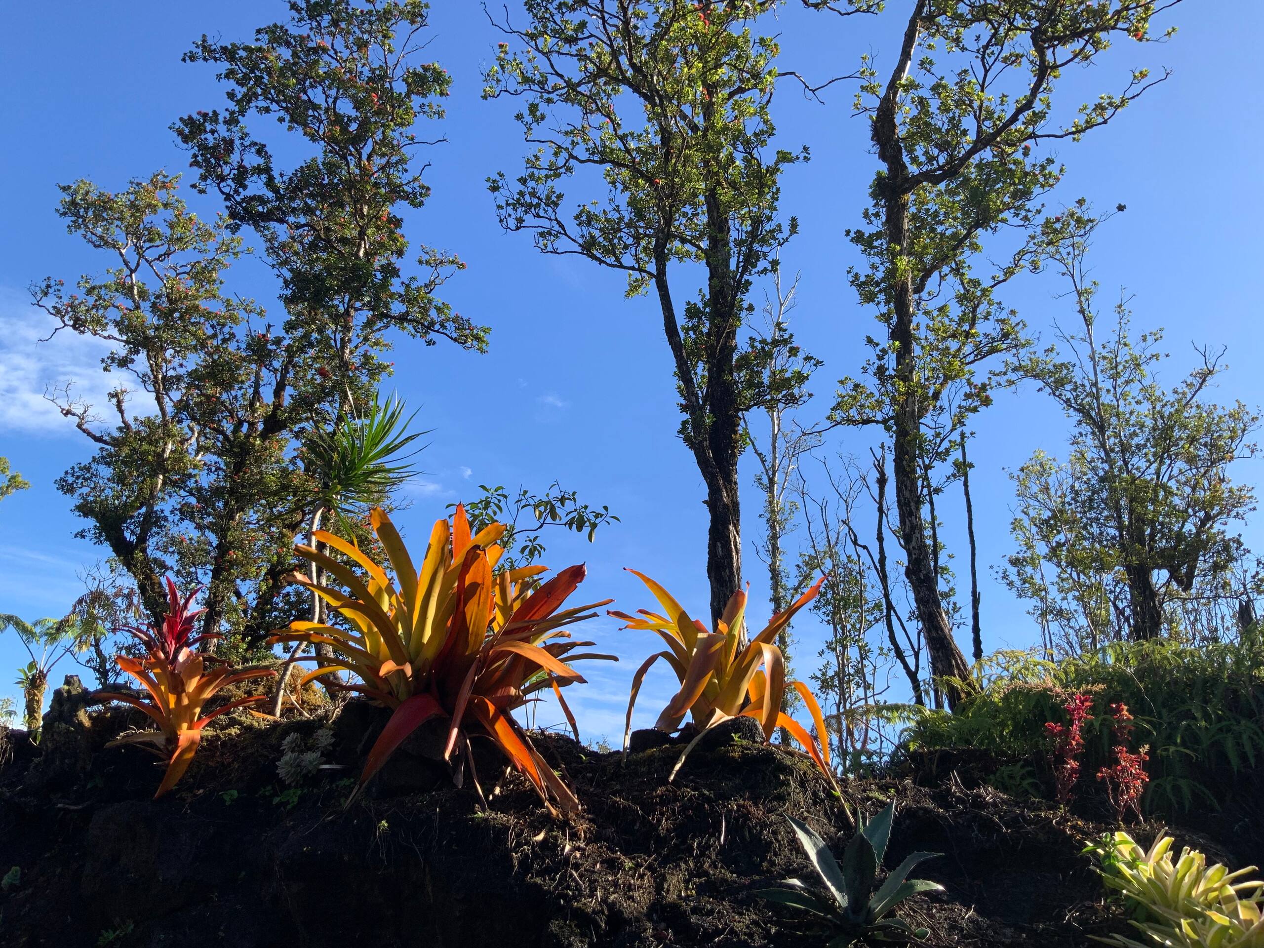Exotic Garden cottage at amazing volcano fissure - Photo 35