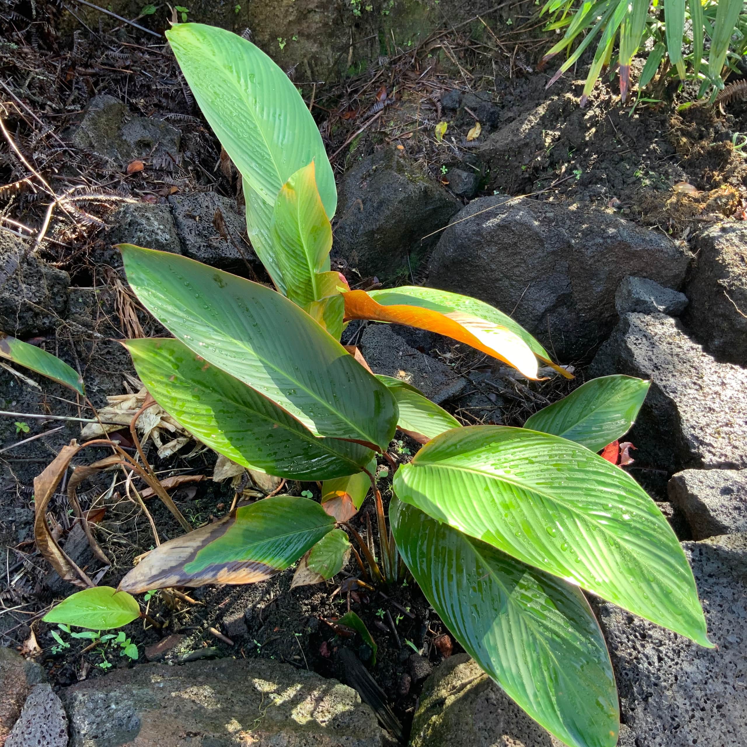 Exotic Garden cottage at amazing volcano fissure - Photo 20
