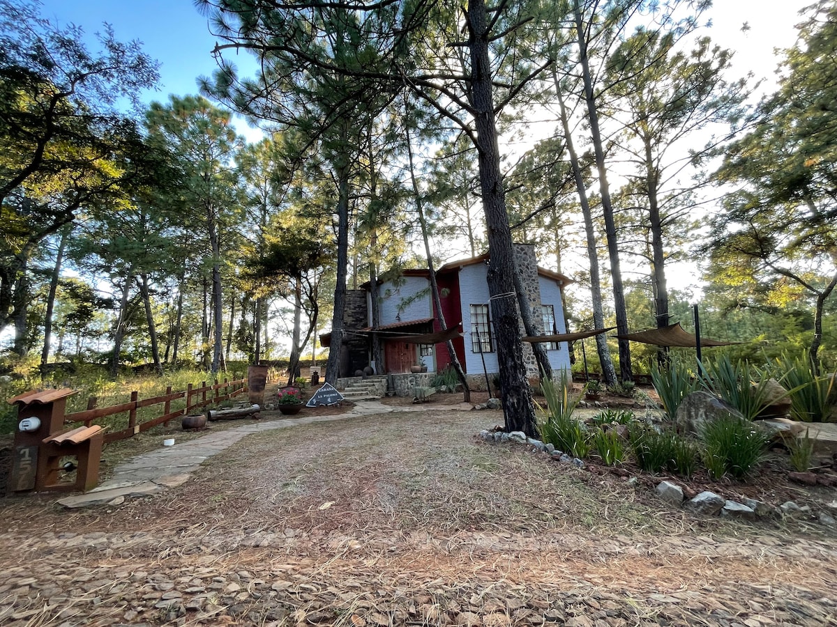 A charming cabin is surrounded by tall pine trees, blending into the natural landscape. The exterior showcases a mix of wood and stone materials, with large windows allowing natural light. A gravel pathway and a small garden area with plants and stones are visible in the foreground.