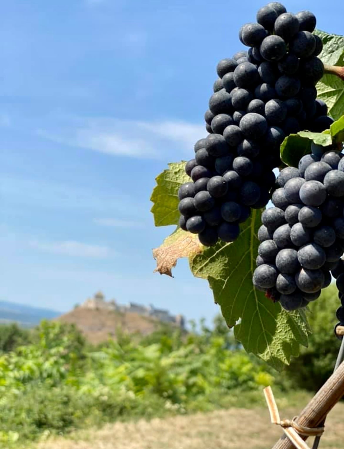 A close-up view of dark purple grapes hanging from a vine, illuminated by sunlight. In the background, a hilltop castle is visible, surrounded by lush green vineyards under a clear blue sky.