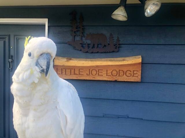 Little Joe Lodge, amazing views! gallery image 2