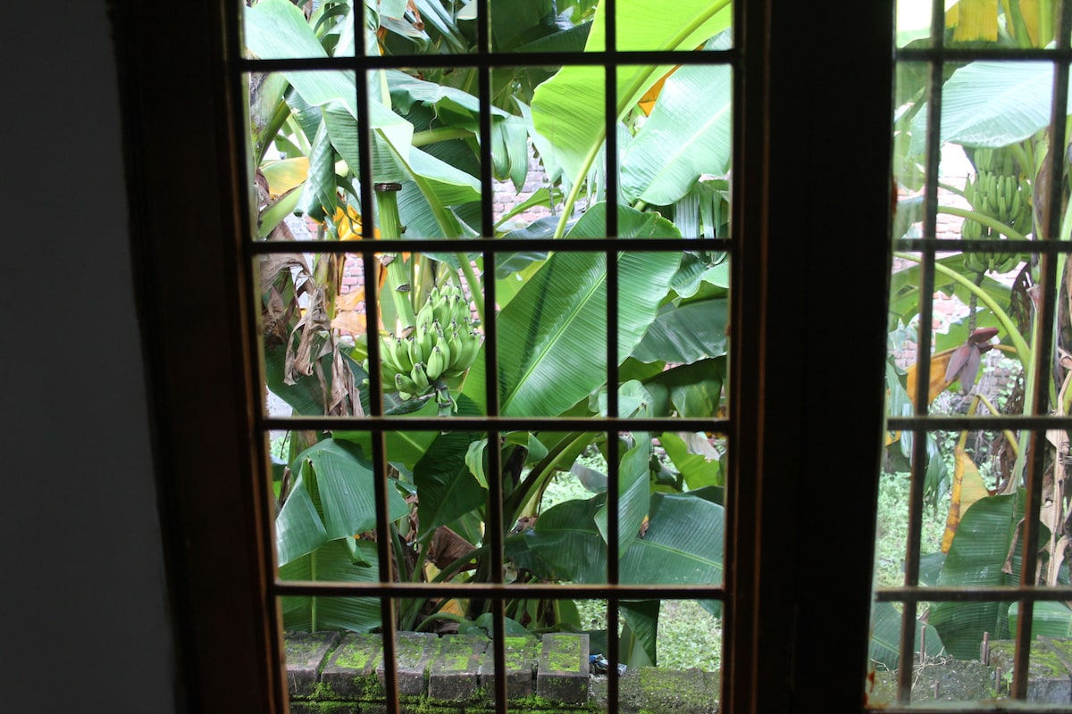 Large window frames reveal a lush view of vibrant green banana plants and large palm leaves, creating a serene outdoor atmosphere. The geometric shapes of the window panes add a unique architectural element to the scene.