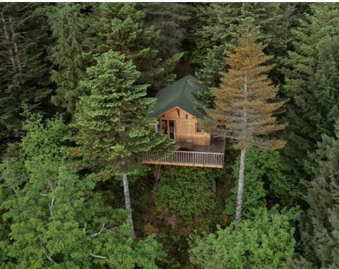 Cabin in the middle of the forest