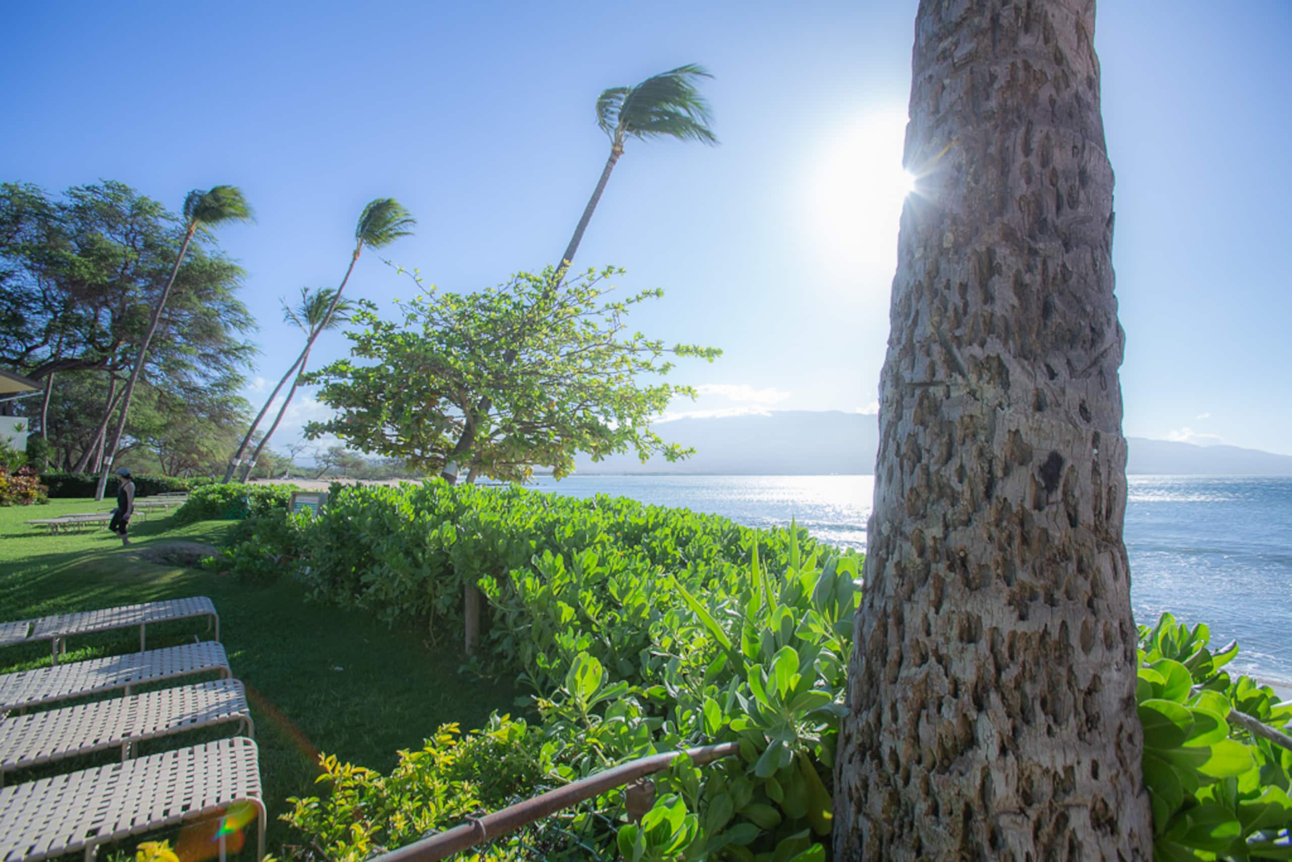Rental unit in Wailuku · ★4.95 · 1 bedroom · 2 beds · 1 private bath - Image 22